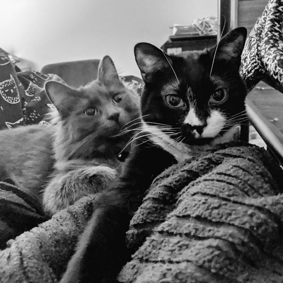 ✨ READ BEFORE BUYING ✨ meet the posher - Picture 2 of 2